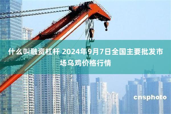 什么叫融资杠杆 2024年9月7日全国主要批发市场乌鸡价格行情