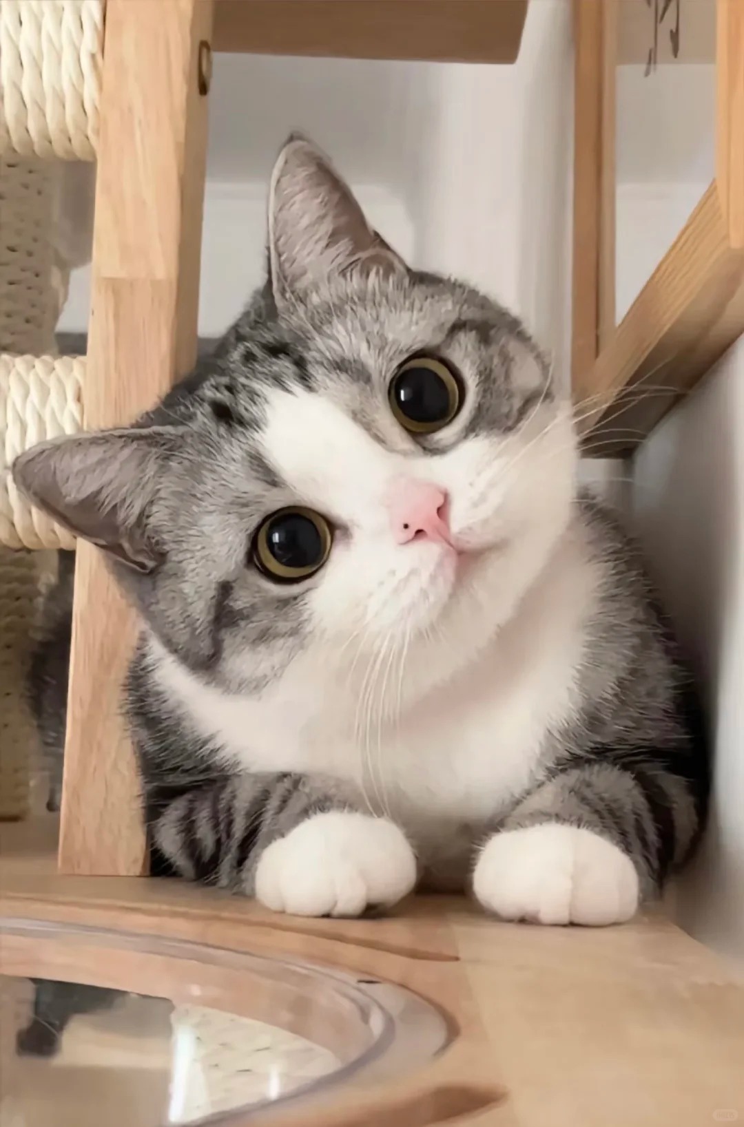 猫咪外用去跳蚤药：性价比高的选这些，海淘可行但要注意这些