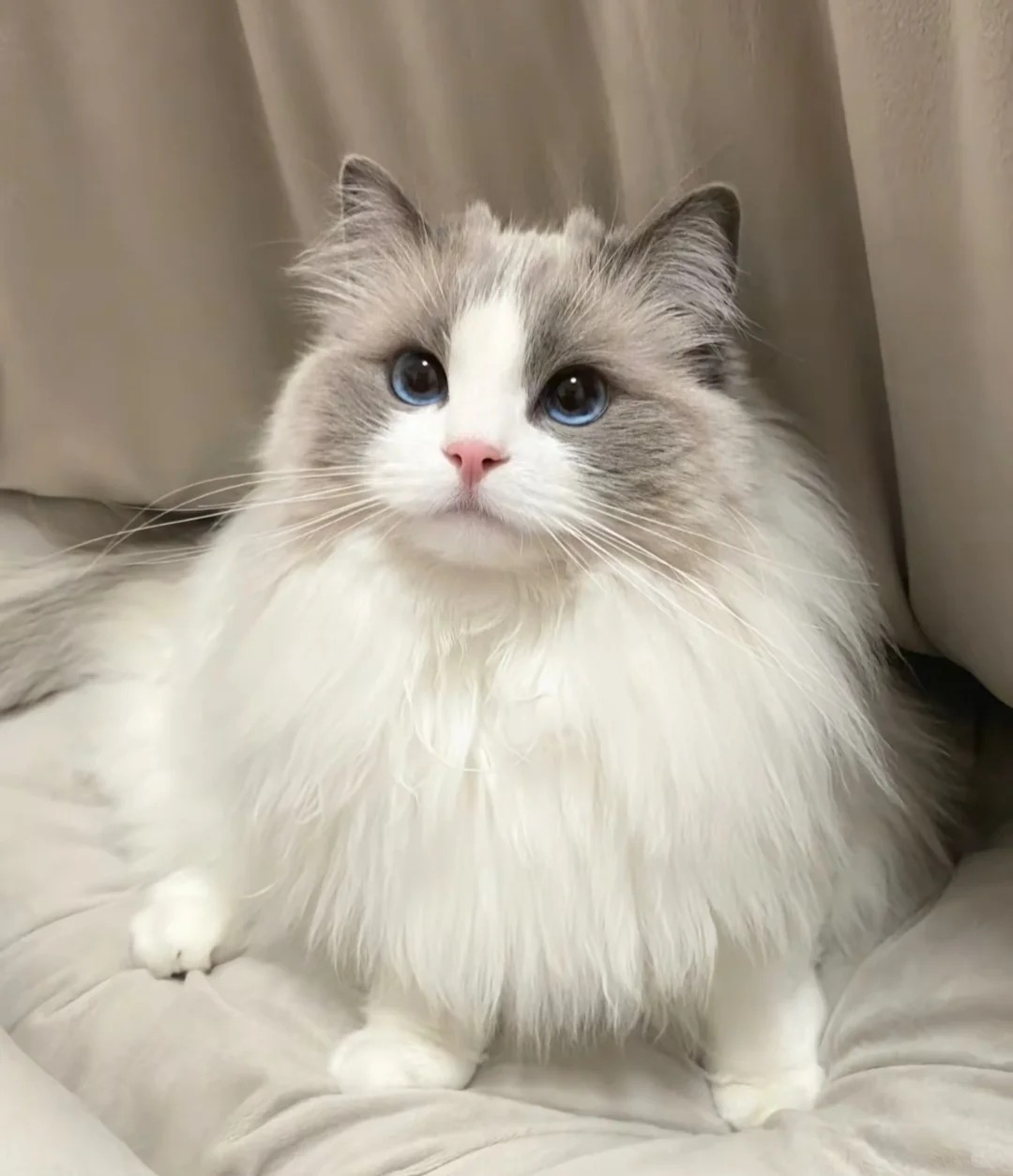 猫咪外用去跳蚤药：性价比高的选这些，海淘可行但要注意这些